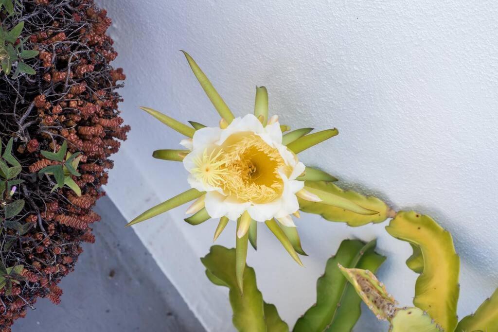 El Loft De Abreu Apartamento Cádiz