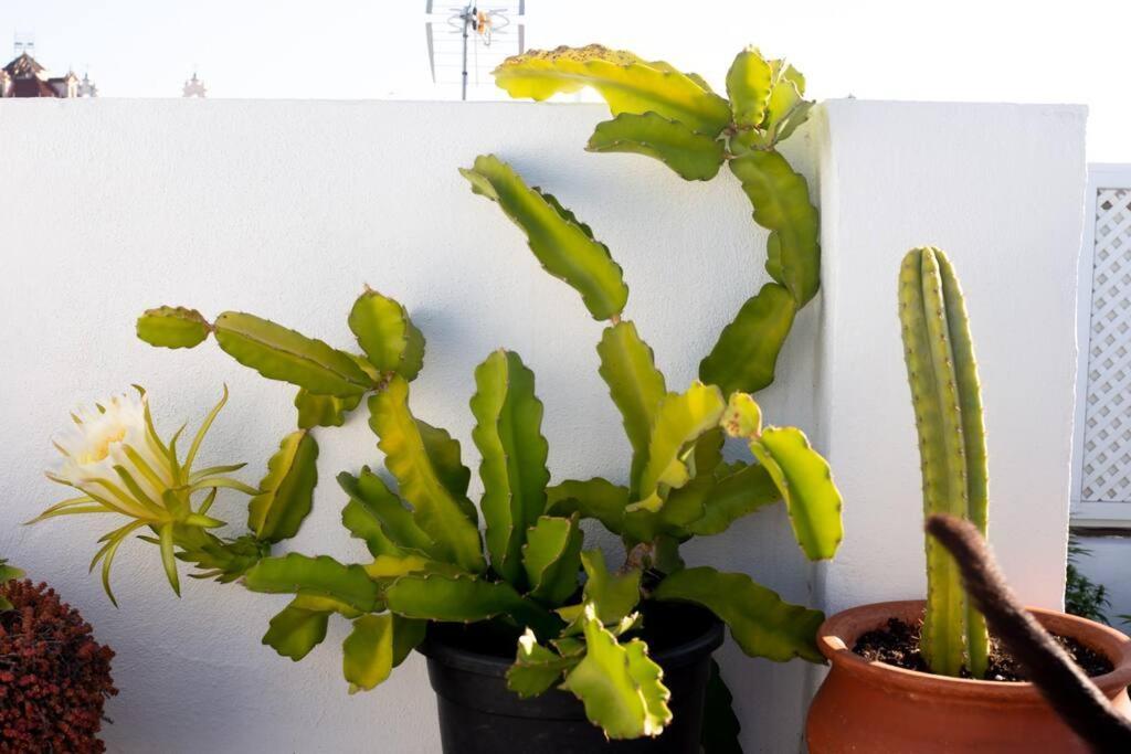 Apartamento El Loft De Abreu Cádiz